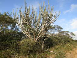 Plancia ëd Pilosocereus pachycladus F. Ritter