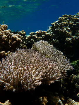 Image of Staghorn coral