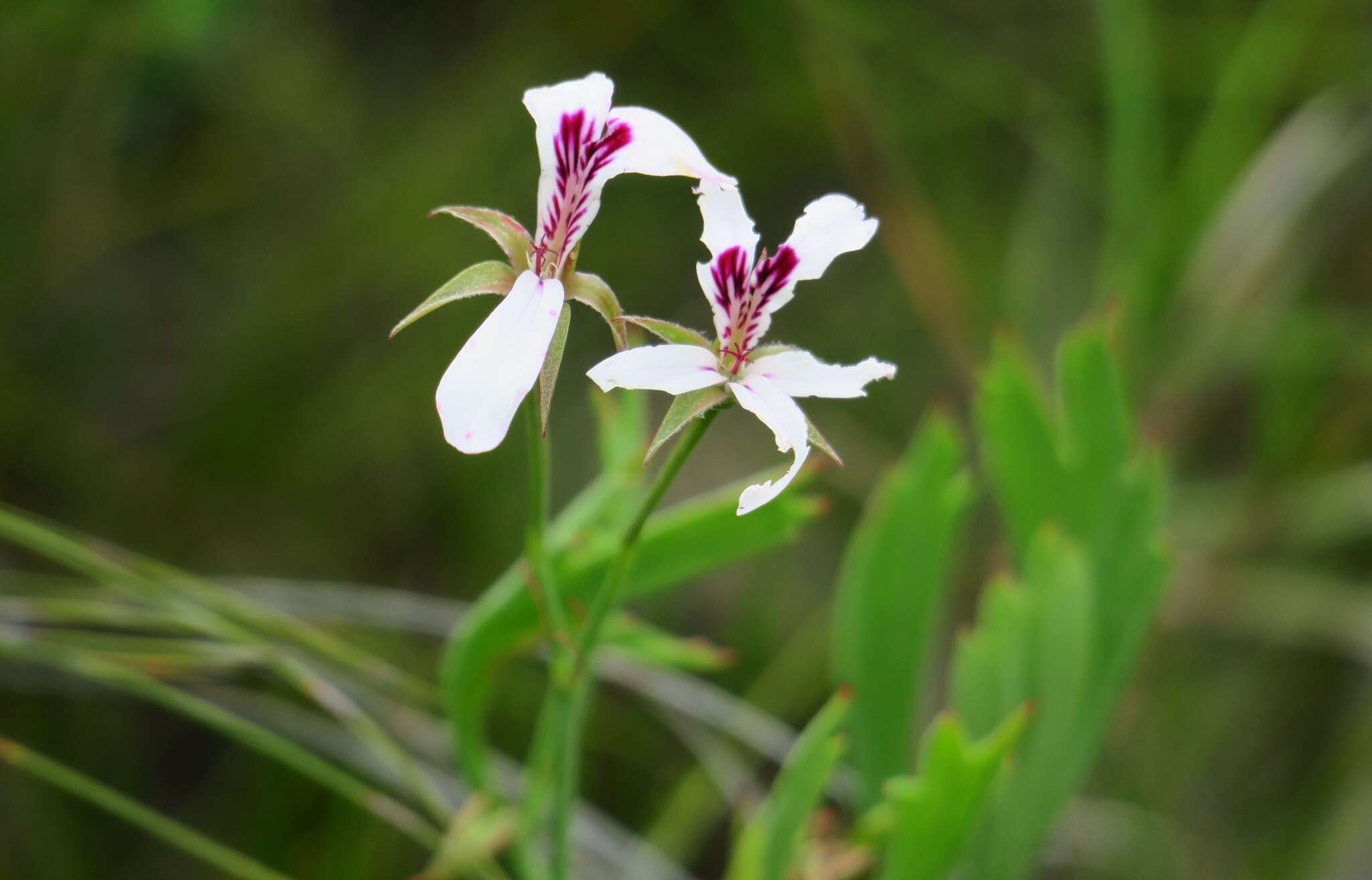 Image of Pelargonium laevigatum subsp. laevigatum