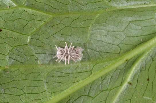 صورة Torrubiella arachnophila (J. R. Johnst.) Mains 1950