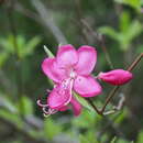 Image de Rhododendron albrechtii Maxim.