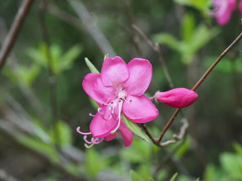 صورة Rhododendron albrechtii Maxim.