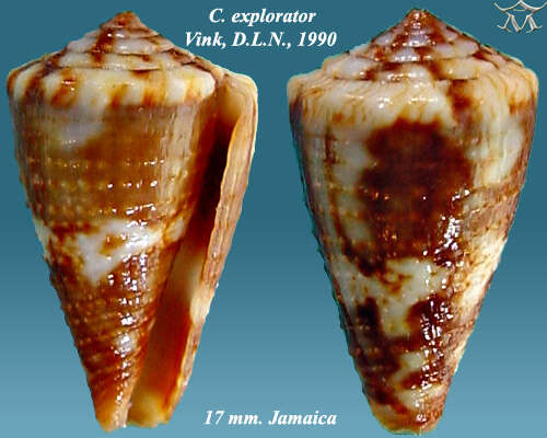 Image of Conus explorator Vink 1990