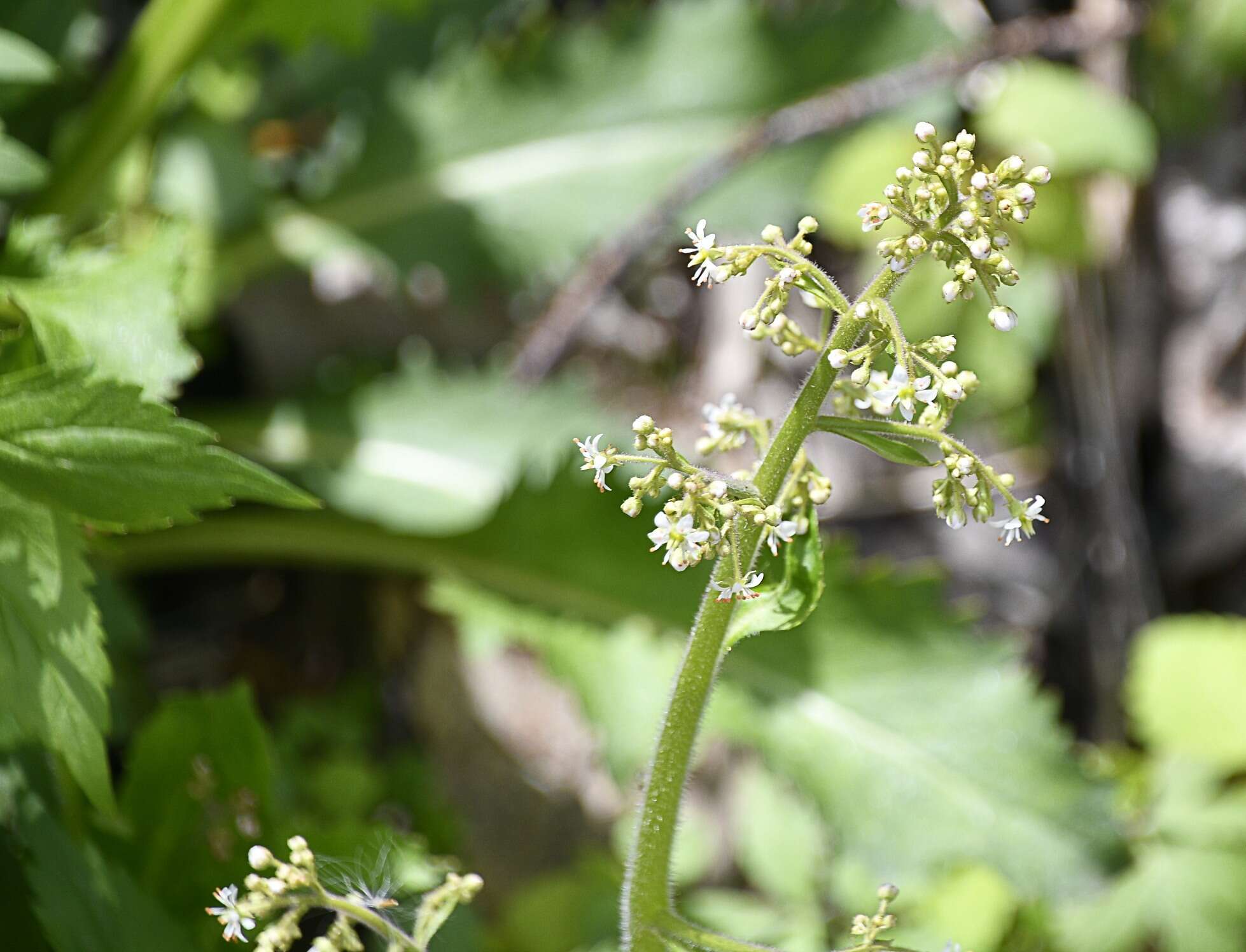 Image of Lettuce-Leaf Pseudosaxifrage