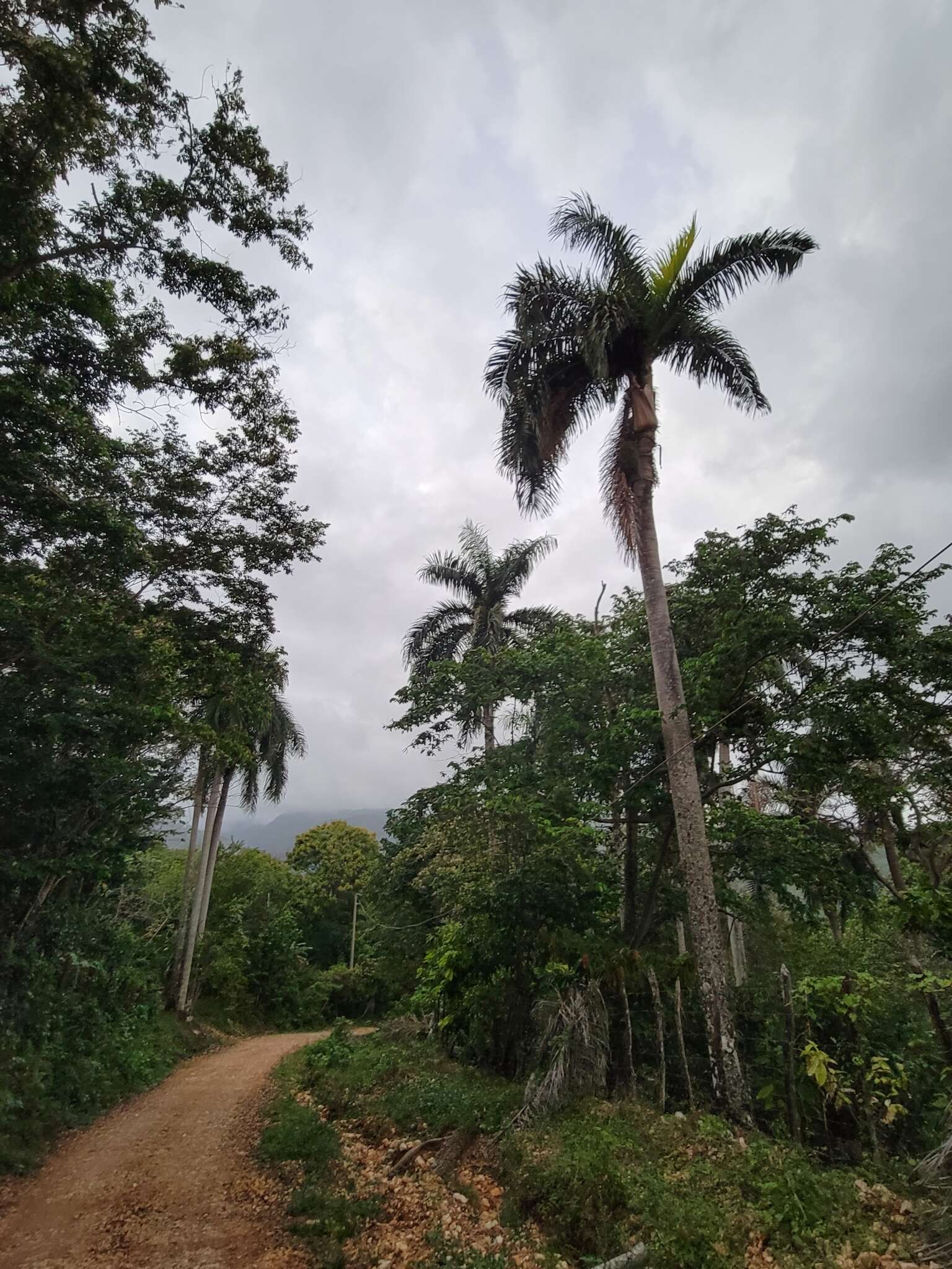 Image of Puerto Rico royal palm