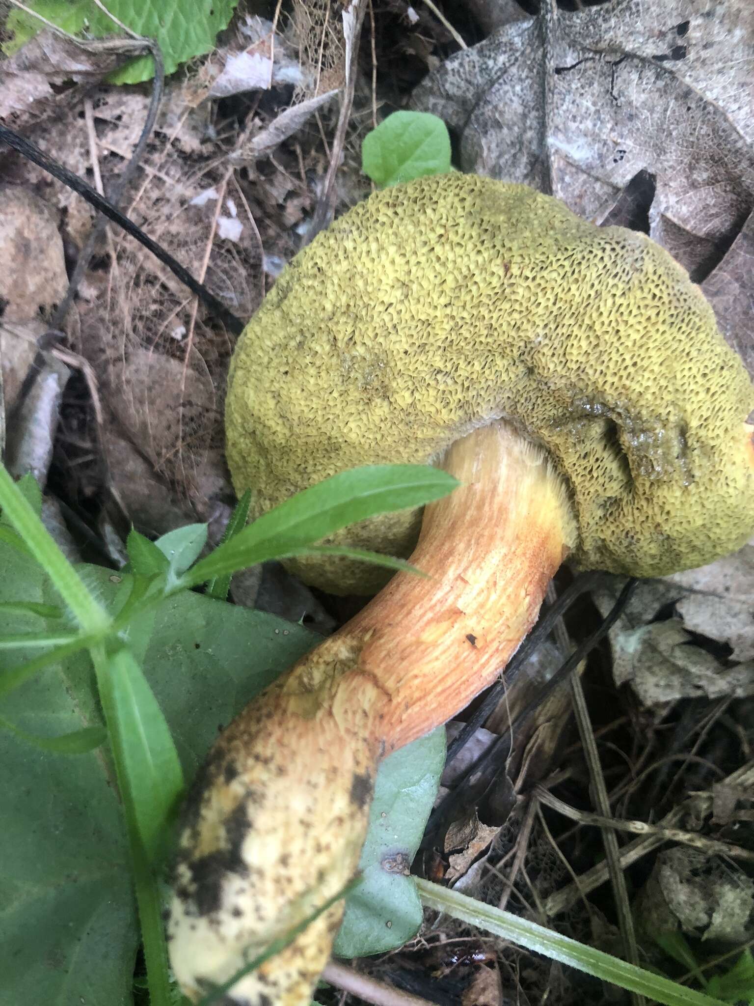 Image de Hortiboletus coccyginus