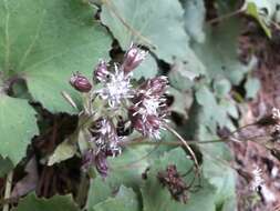 Image of Petasites formosanus Kitam.