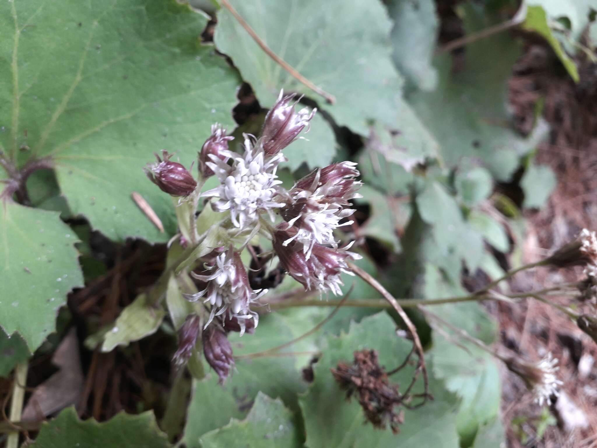 Image of Petasites formosanus Kitam.