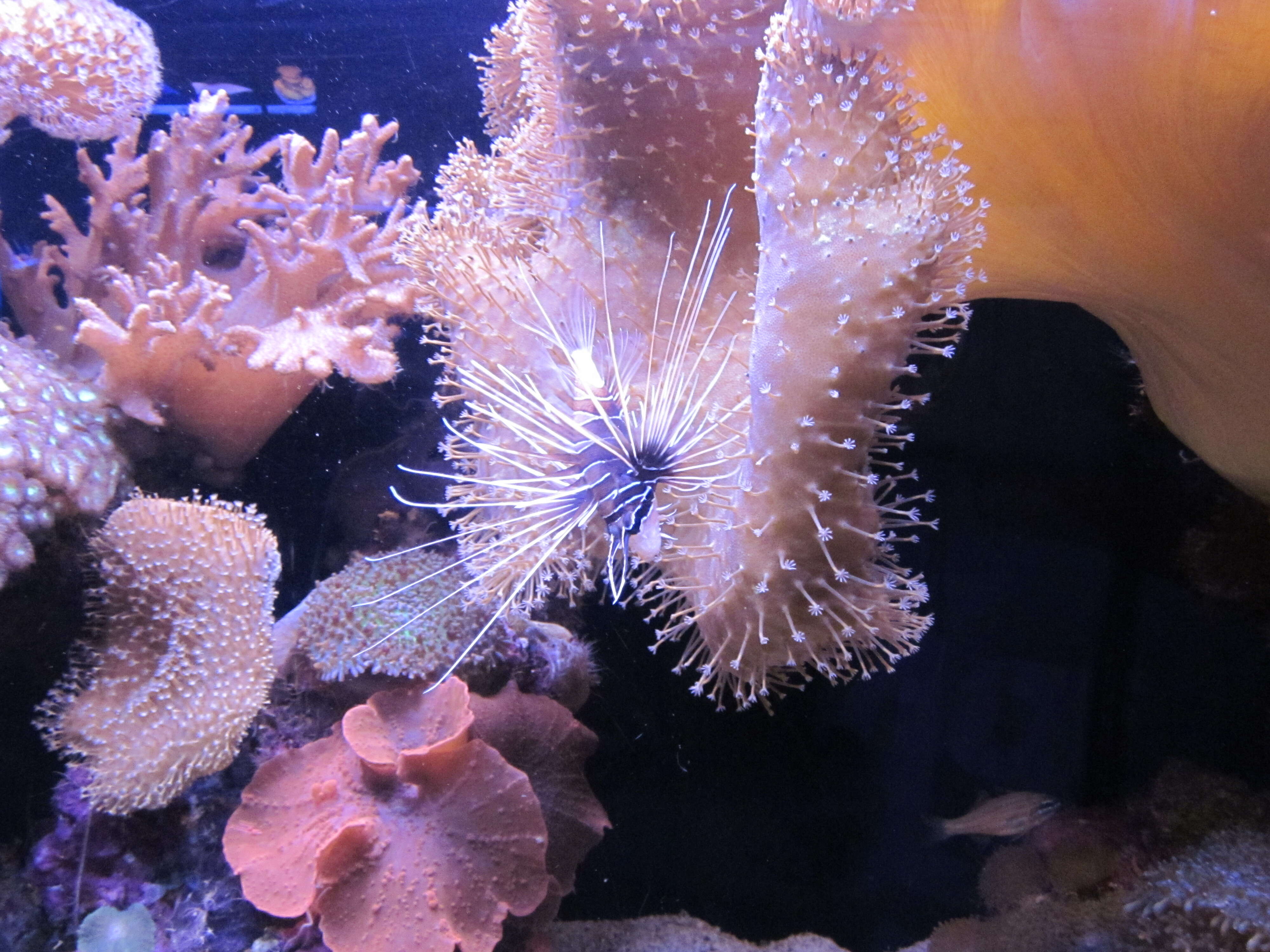 Image of Spiky pink soft coral