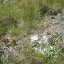 Image of Siberian pygmyweed