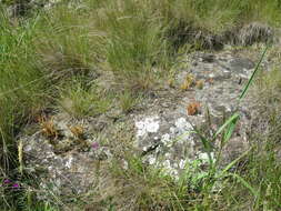 Image of Siberian pygmyweed