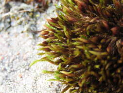 Image of <i>Lewinskya rupestris</i>