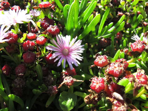 Image of Lampranthus sparsiflorus L. Bol.