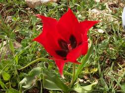 Image of Tulipa agenensis Redouté