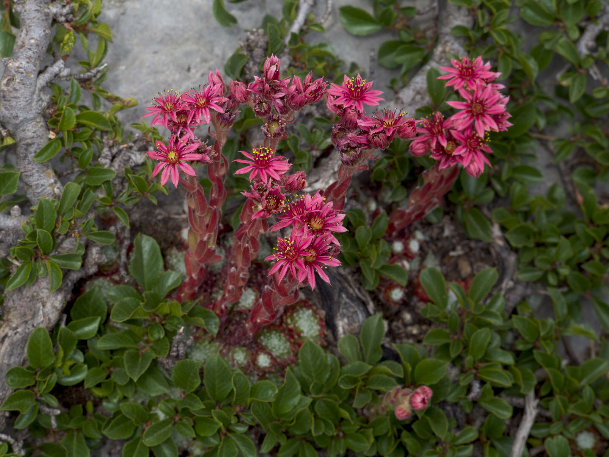 Image of Sempervivum arachnoideum subsp. tomentosum (C. B. Lehm. & Schnittspahn) Schinz & Thell.