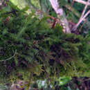 Image of Plagiochila arbuscula var. arbuscula (Brid. ex Lehm. & Lindenb.) Lindenb.