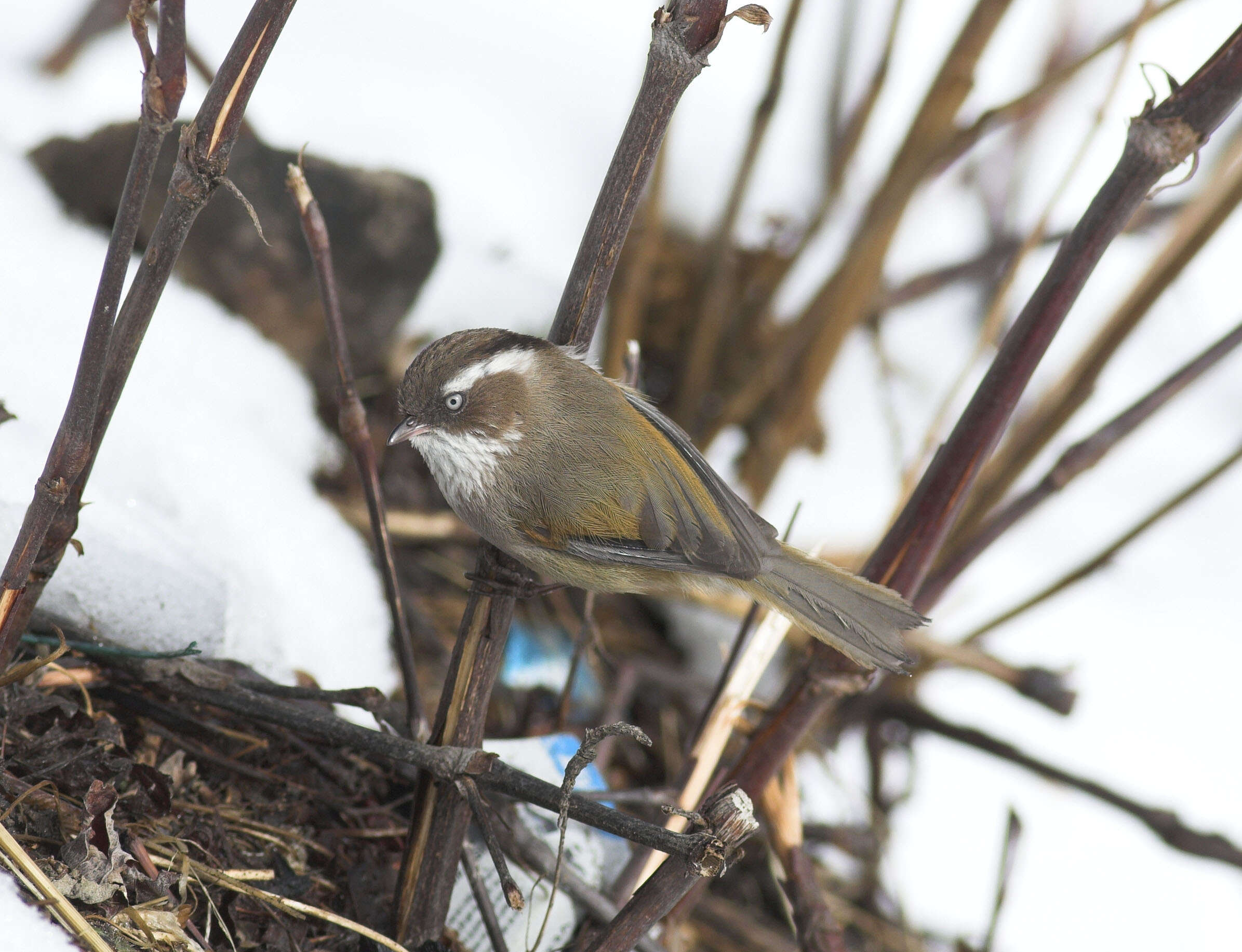 Image of White-browed Fulvetta