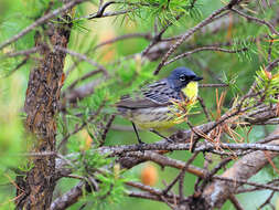 Image of jack pine