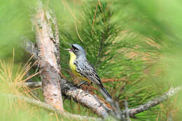 Image of Kirtland's Warbler