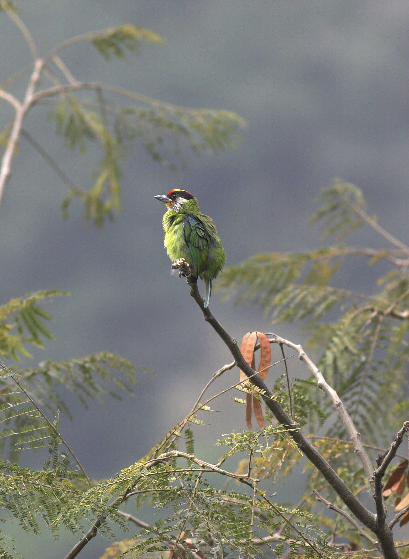 Image of Megalaima franklinii