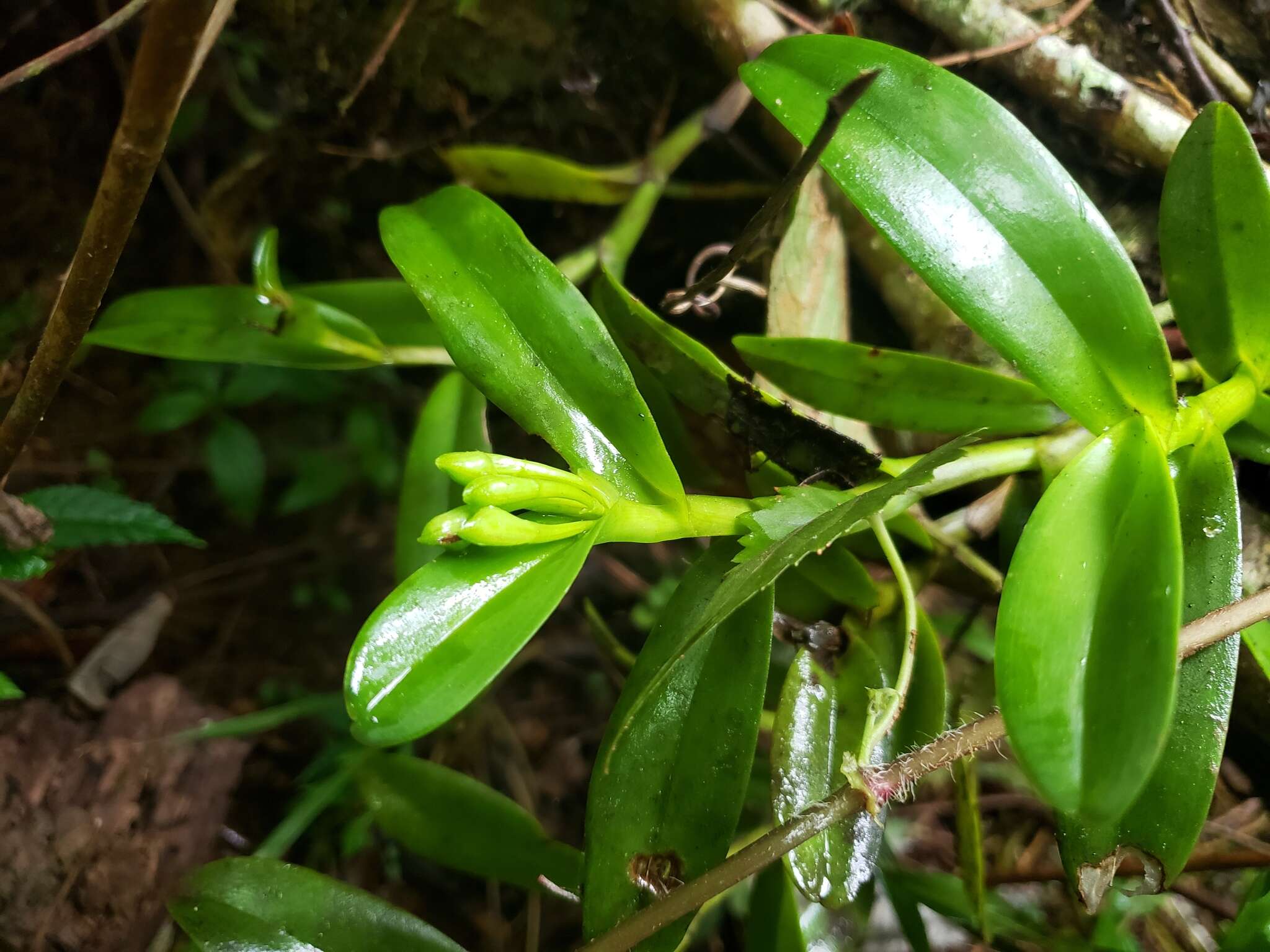 Image of fleshy star orchid