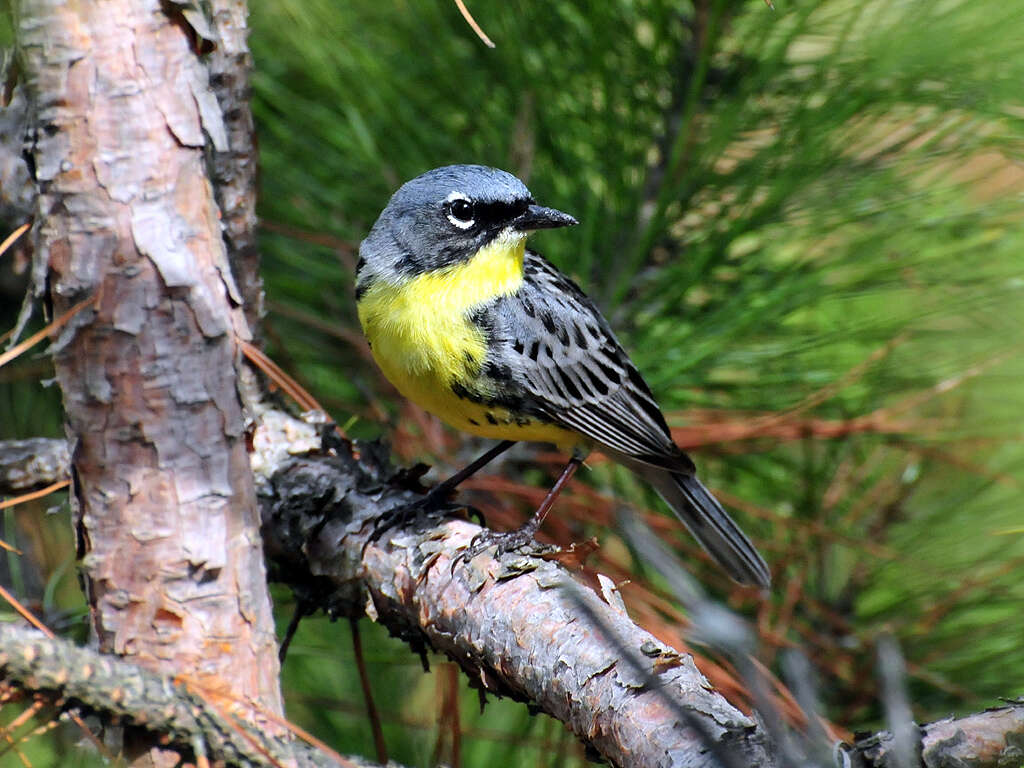 Image of Kirtland's Warbler