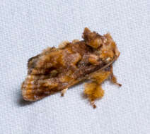 Image of Beutenmueller's Slug Moth