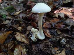 Image of Amanita aestivalis Singer 1959