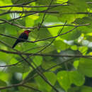 Image of Magnificent Sunbird