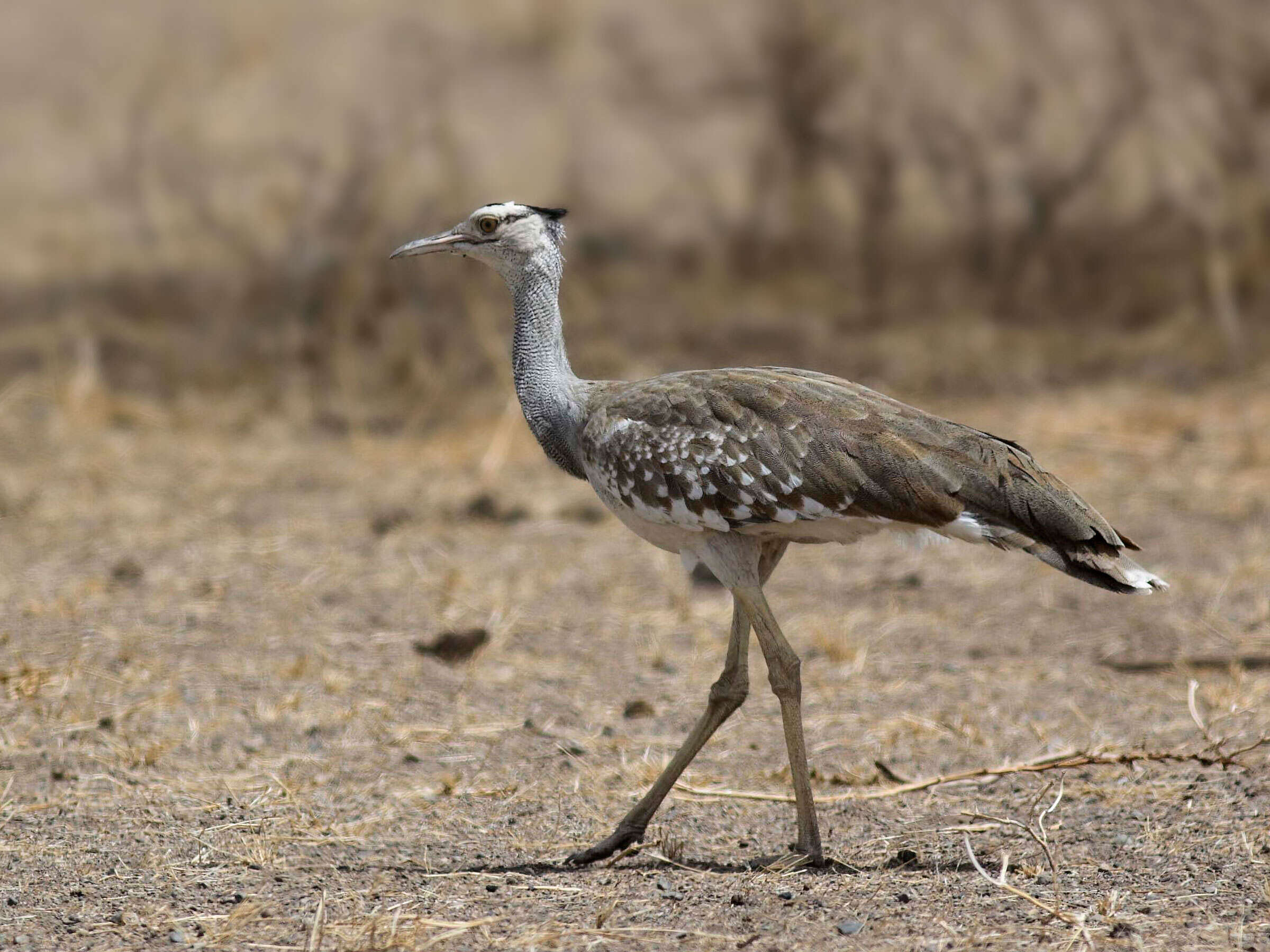 Image of Arabian Bustard