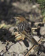 Image of Stout Cisticola