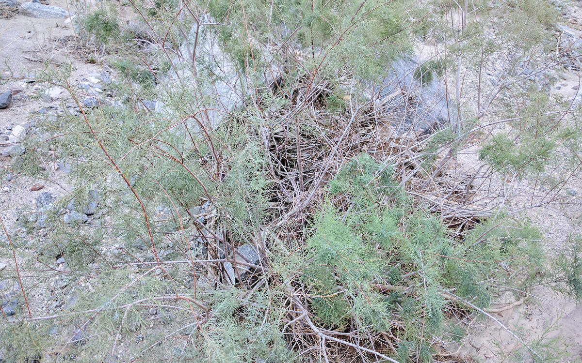 Image of saltcedar