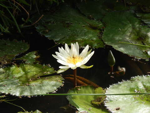 Image de Nymphaea ampla (Salisb.) DC.