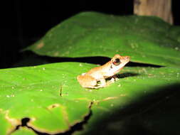 Image of Pristimantis lanthanites (Lynch 1975)