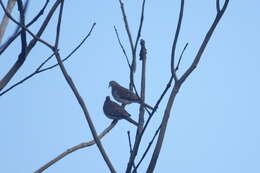 Image of Bar-shouldered Dove