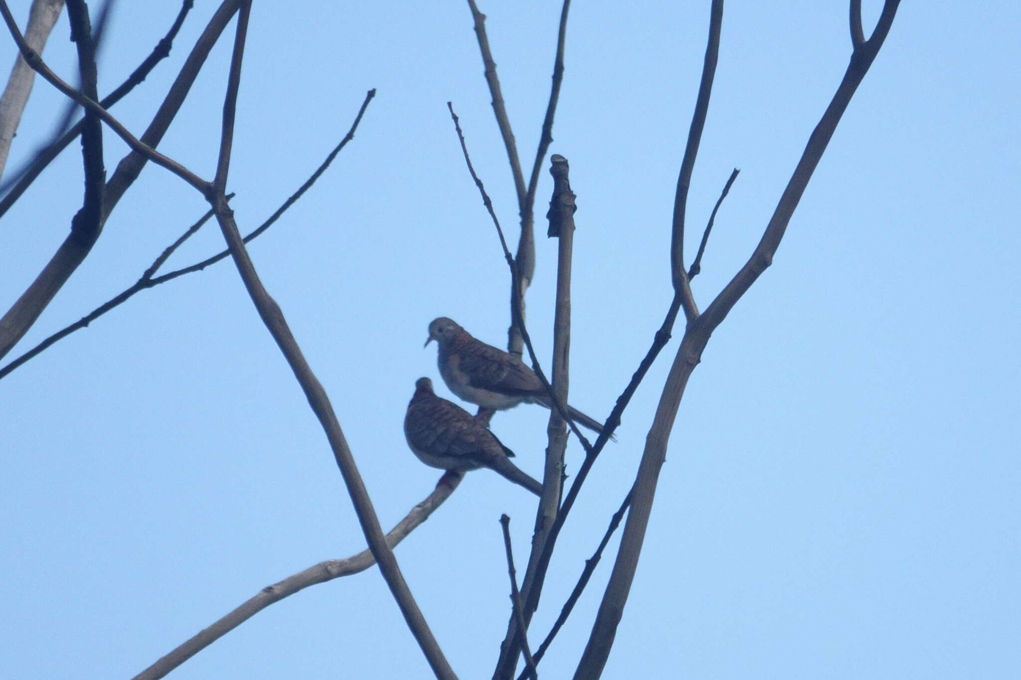 Image of Bar-shouldered Dove