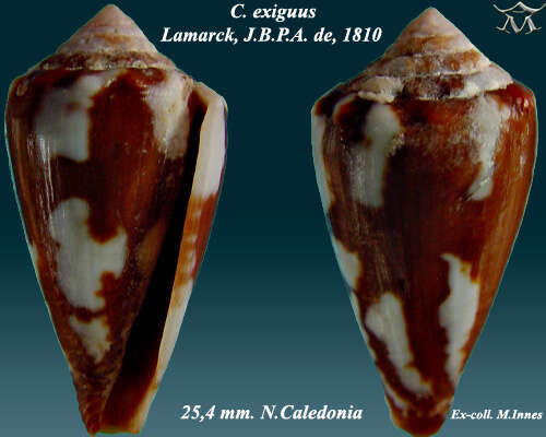 صورة Conus exiguus Lamarck 1810