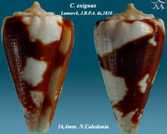 صورة Conus exiguus Lamarck 1810