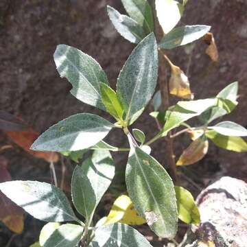 Image of Ageratina glabrata (Kunth) R. King & H. Rob.