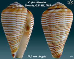 Image de Conus fuscolineatus G. B. Sowerby Iii 1905