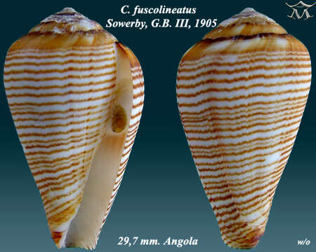 صورة Conus fuscolineatus G. B. Sowerby Iii 1905