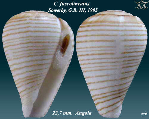 صورة Conus fuscolineatus G. B. Sowerby Iii 1905