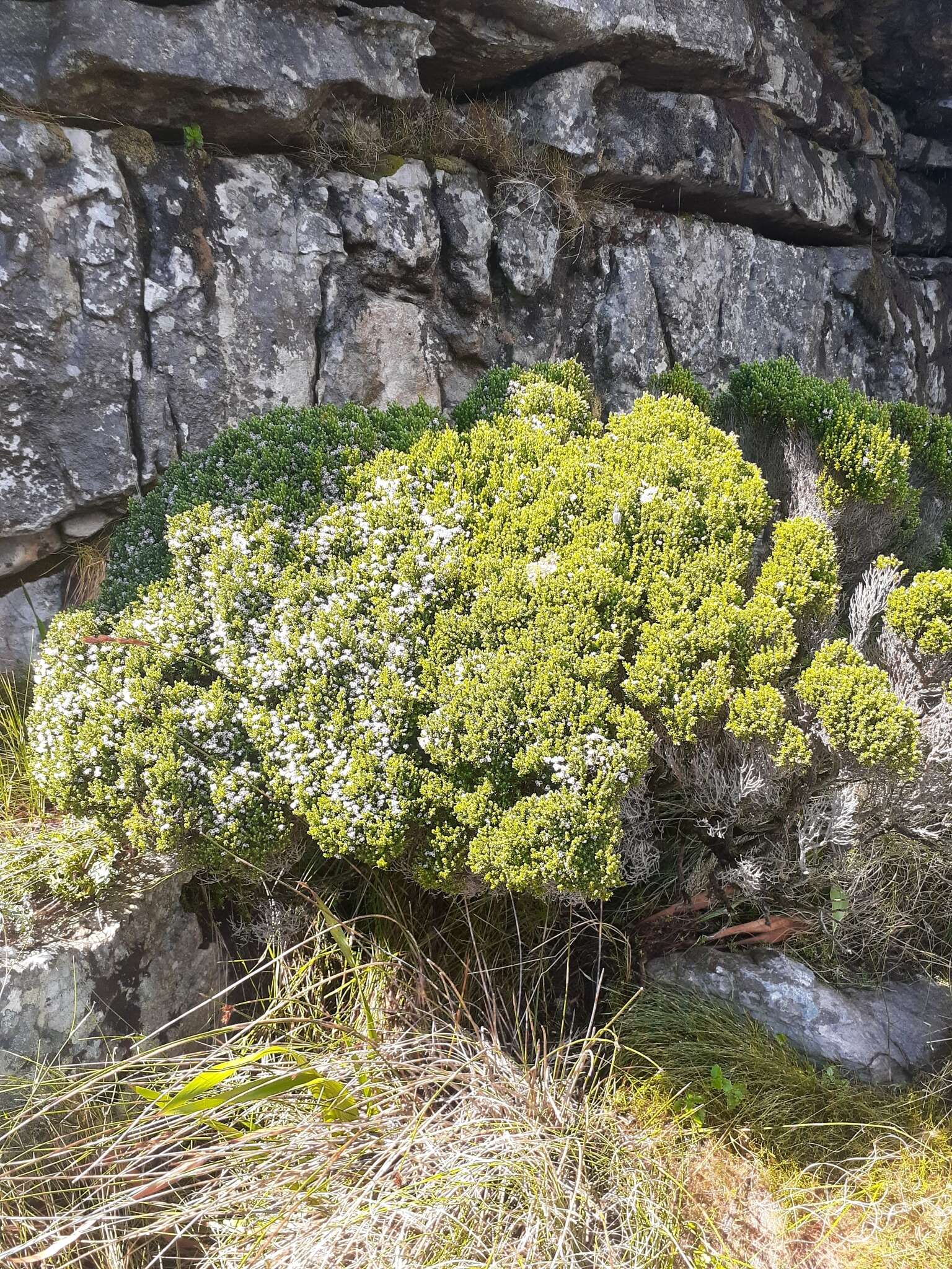 Image of Erica diosmifolia Salisb.