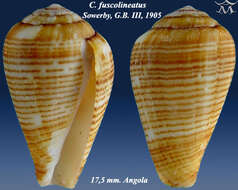 Image of Conus fuscolineatus G. B. Sowerby Iii 1905