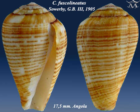 صورة Conus fuscolineatus G. B. Sowerby Iii 1905