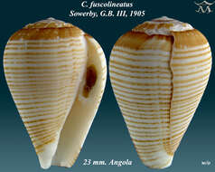 Image de Conus fuscolineatus G. B. Sowerby Iii 1905