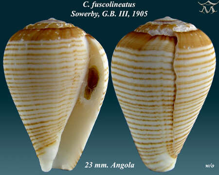 صورة Conus fuscolineatus G. B. Sowerby Iii 1905