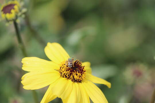 Image of Honey-bellied Agapostemon