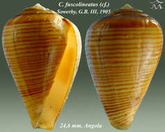 Image of Conus fuscolineatus G. B. Sowerby Iii 1905