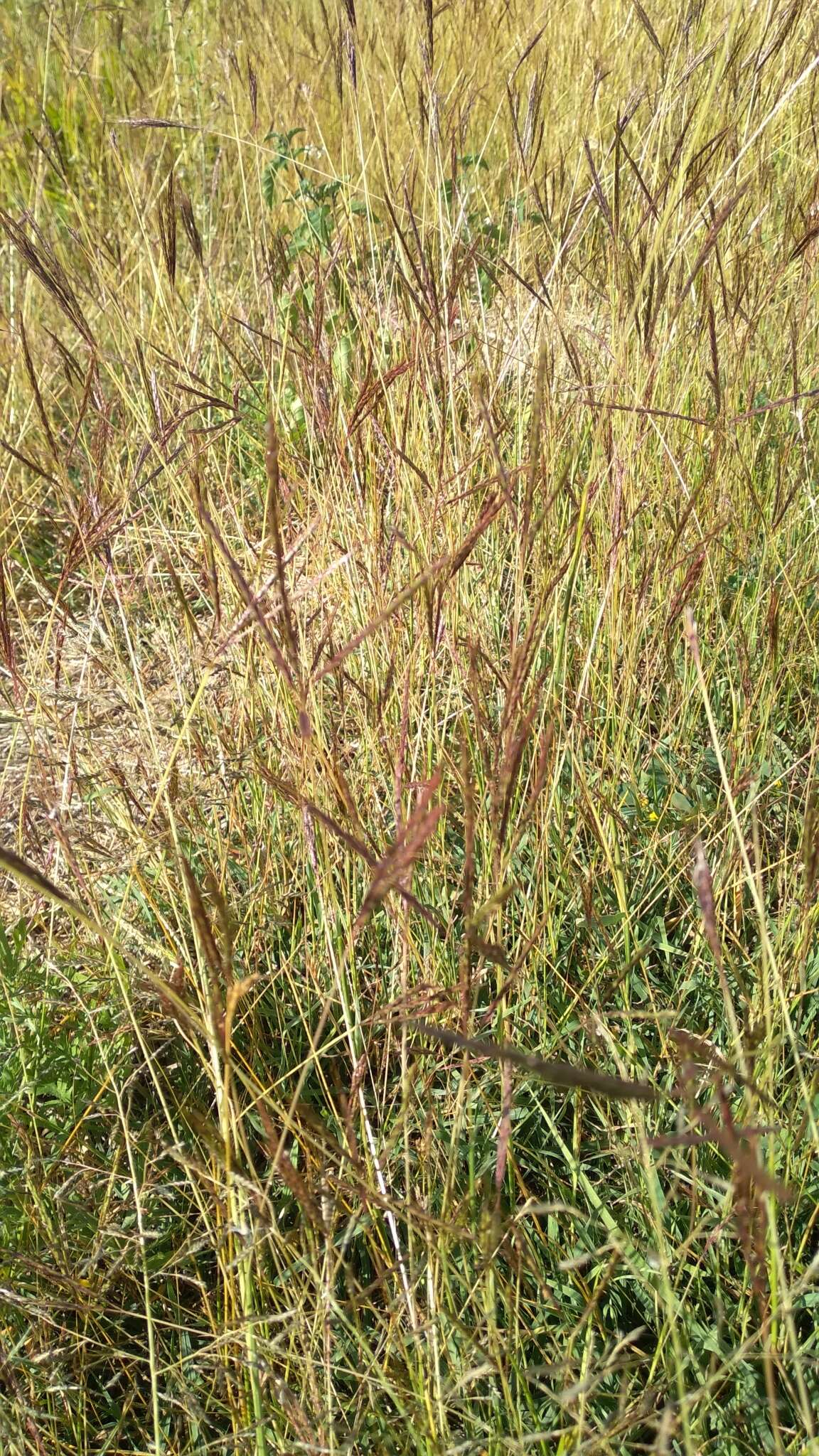 صورة Bothriochloa ewartiana (Domin) C. E. Hubb.